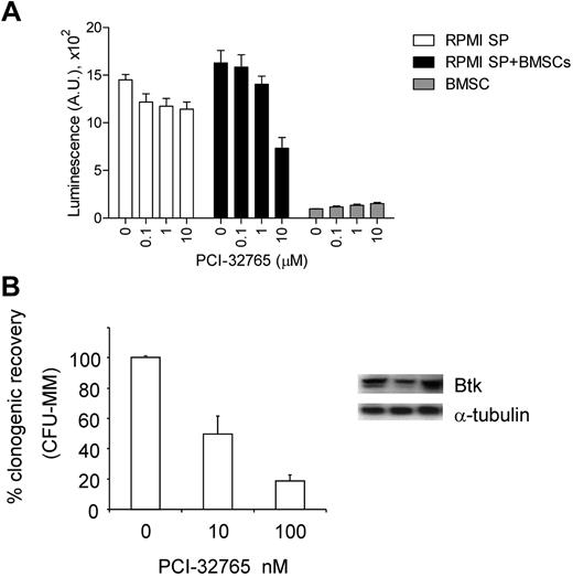 Figure 8. PCI-32765 inhibited MM stem-like cells. (A) Stem-like PRMI8226 MM cells (RPMI SP) sorted by flow cytometry were incubated with PCI-32765 in the presence or absence of BMSCs for 3 days, followed by a luminescent cell viability assay. (B) Clonogenic stem-like cells, purified from MM patient (n = 5) BMMCs by immunomagnetic depletion of CD138+ plasma cells and CD34+ normal hematopoietic progenitors, were subjected to colony formation assays in methylcellulose in the presence of PCI-32765. Btk expression in such clonogenic populations from 3 MM patients was shown by immunoblotting.