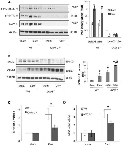 Figure 2. PMN lung infiltration and Src and eNOS activation are partially dependent on ICAM-1. (A) Carrageenan-induced Src and eNOS activation was partially dependent on ICAM-1 expression. Tyrosine phosphorylation of Src at Y418 and serine phosphorylation of eNOS at S1177 were reduced in carrageenan-treated ICAM-1−/− mice. (B) Enhanced basal lung ICAM-1 expression in eNOS−/− mice was further induced on carrageenan treatment. #P < .05 versus sham eNOS−/−; *P < .05 versus sham WT. (C) PMN lung infiltration induced by 4-hour carrageenan was reduced in ICAM-1−/− mice. (D) Carrageenan-induced PMN infiltration in the lung (after 4 hours) was reduced in eNOS−/− mice. PMN infiltration in the lung was determined by measuring MPO activity. (C-D) Data are mean ± SD (n = 5). *P < .05 (WT versus ICAM-1−/− or eNOS−/−) of the fold increase over sham treatment.