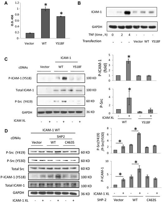 Figure 3. ICAM-1 activation-dependent stimulation of Src in HUVECs. (A) Mouse WT and phosphorylation-defective ICAM-1 mutant (Y518F) expressed in HUVECs were detected by ELISA. (B) Comparison of TNF-induced endogenous ICAM-1 expression and mouse ICAM-1 expression in transfected HUVECs. (C) ICAM-1 crosslinking (XL) was performed using a rat anti–mouse ICAM-1 mAb (YN1/1.7.4) against the mouse ICAM-1 extracellular LFA-1 binding domain. The expression of flag-tagged mouse WT and mutant ICAM-1 in human ECs was equivalent. Phosphorylation of Src at Y418 (human) and ICAM-1 at Y518 was determined using phospho-specific antibodies and Western blot analysis. Summarized results of protein phosphorylation assays are based on 3 or 4 experiments (mean ± SD). (D) HUVECs were cotransfected with mouse ICAM-1 and WT or phosphatase-dead C463S SHP2 mutant. Phosphorylation of Src Y419 (active site) increased and of Y530 (inactive site) decreased in the cells after ICAM-1 crosslinking. Phosphorylation of ICAM-1 Y518 was enhanced in the presence of WT SHP2. *P < .05 versus noncrosslinked control.