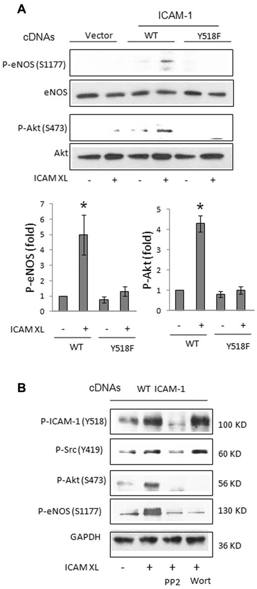 Figure 4. Activation of eNOS and Akt induced by ICAM-1 crosslinking. (A) In transfected HUVECs, ICAM-1 crosslinking (XL) induced the phosphorylation of eNOS at S1177 and Akt at S473, which were detected using phospho-specific antibodies. (B) Effect of Src inhibitor PP2 (10μM) and PI3K inhibitor wortmannin (Wort, 100nM) on the phosphorylation of ICAM-1, Src, Akt, and eNOS. Phosphorylation of ICAM-1, Src, and Cav-1 were sensitive to PP2, whereas the phosphorylation of Akt and eNOS was sensitive to both PP2 and wortmannin. *P < .05 versus all others.
