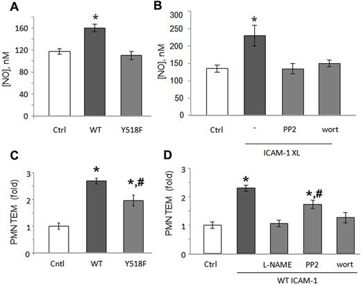 Figure 5. ICAM-1 stimulated NO production and PMN transmigration are dependent on Src, Akt, and eNOS. (A) ICAM-1 crosslinking (XL) induced NO production in HUVECs. NO production was measured in the medium during secondary antibody incubation (30 minutes) using a porphyrinic NO electrode. (B) ICAM-1 XL-induced NO production was sensitive to both PP2 and wortmannin (Wort). Data are mean ± SD of triplicates from a representative experiment that was repeated 3 times with equivalent results. (C) ICAM-1–mediated PMN transendothelial cell migration was assessed in HUVECs expressing empty vector, WT–ICAM-1, or Y518F–ICAM-1 (top panels) or after treatment with pharmacologic inhibitors (bottom panels). Mouse PMNs labeled with fluorescent dye were added to transfected HUVEC monolayers grown to confluence in tissue culture wells for adhesion assays or Transwell filter inserts to assess transmigration. Migration was triggered by the addition of 10nM fMLP to the bottom chamber, and then the PMN fluorescence that accumulated was measured after 3 hours. (D) HUVEC monolayers were pretreated with L-NAME (1mM), PP2 (10μM), or wortmannin (100nM) for 30 minutes. Later, 10nM fMLP was added to the bottom chamber of Transwell plates to initiate migration. ICAM-1–mediated PMN adhesion was increased by L-NAME and wortmannin, whereas transmigration was blocked by PP2, wortmannin, and L-NAME. Data are the mean ± SD of 4 or 5 experiments. *P < .05 versus Ctrl (A-D); P < .05 versus WT (C-D).