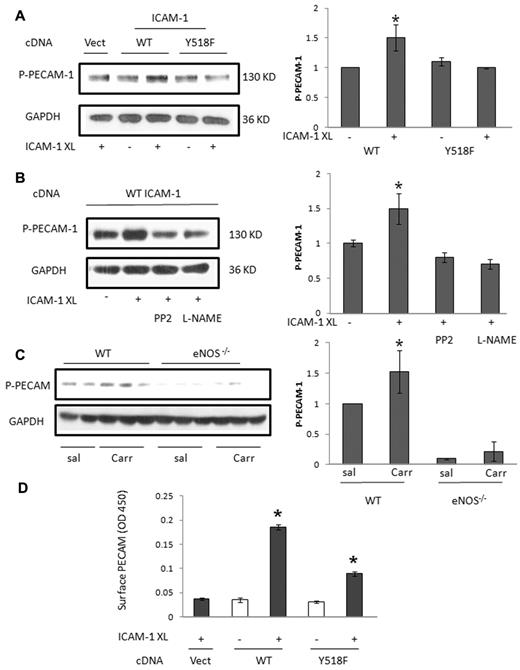 Figure 6. Regulation of PECAM-1 phosphorylation and binding activity by ICAM-1 and eNOS. (A) ICAM-1 crosslinking induced phosphorylation of PECAM-1. HUVECs were transfected with empty vector, WT ICAM-1, and Y518F mutant ICAM-1 cDNAs and subjected to crosslinking assay. The phosphorylation of PECAM-1 at Y686 was examined. (B) ICAM-1 crosslinking-induced PECAM-1 phosphorylation was inhibited by PP2 (10μM) and L-NAME (1mM) in HUVECs transfected with WT ICAM-1. (C) Phosphorylation of PECAM-1 was diminished in eNOS−/− mouse lungs. (D) ICAM-1 crosslinking-induced increase in PECAM-1 binding activity. HUVECs transfected as above in 96-well plates were subjected to ICAM-1 crosslinking and PECAM-1 mAb antibody binding and cell-attached ELISA. After ICAM-1 crosslinking for 1 hour, the cells were subjected to the PECAM-1 mAb binding assay. The cells were washed and incubated with the PECAM-1 mAb diluted in medium (10 μg/mL) at 4°C for 1 hour. The cells were then fixed and incubated with HRP-labeled secondary Ab. Data are mean ± SD of triplicate samples from 1 of 3 individual experiments that yielded equivalent results. *P < .05 versus control.