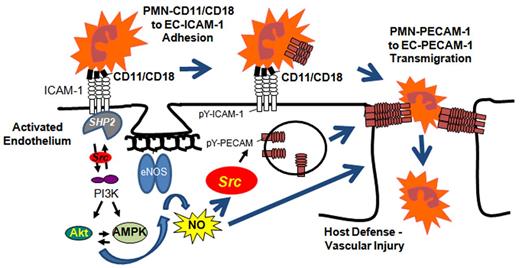 Figure 7. Schematic showing ICAM-1 activation-dependent signaling leading to increased PECAM-1 binding activity and PMN transmigration. On ligation, ICAM-1–associated SHP-2 induces Src activation, PI3K and Akt signaling, and eNOS activation. Src and NO signals mediate increased PECAM-1 binding activity and PMN transendothelial migration.