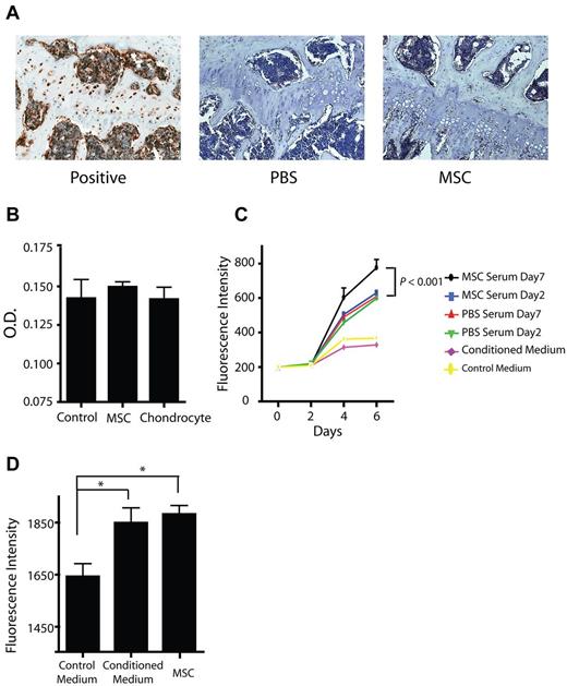 Figure 4. The effect of MSCs on chondrocyte proliferation. (A) GFP staining of the growth plate after GFP-positive MSC infusion. Immunostaining for GFP expression of the growth plate from a GFP-transgenic mouse (positive), a mouse after saline infusion (PBS, negative), or a mouse after GFP-transgenic MSC infusion. Original magnification, ×200. (B) Chondrocyte proliferation was analyzed by MTT Cell Proliferation assay after 3-day coculture with MSCs or chondrocytes or control medium on the transwell plates (n = 3). (C) Sera were collected from MSC-injected and PBS-injected mice 2 days and 7 days after the injection. Chondrocyte proliferation assay was performed at day 0, day 2, day 4, and day 6 after culture with the sera, MSC-conditioned medium, and control medium (P < .001, n = 6). The depicted data are a representative experiment. In total, 38 groups of mice (222 experimental, 154 controls) confirmed these findings. (D) Sera from mice injected with control medium, MSC-conditioned medium, or MSCs were applied into chondrocyte culture. Chondrocytes were cultured for 6 days in serum-supplemented medium followed by the proliferation assay measured as fluorescence intensity (*P < .05, n = 9). All data are mean ± SEM.