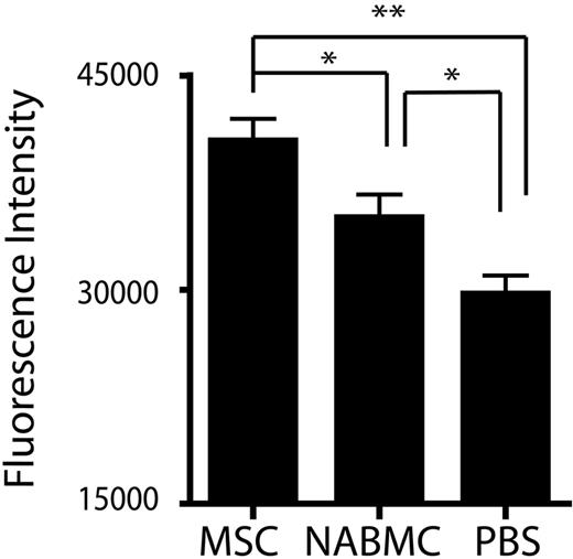 Figure 6. The effect of NABMCs on chondrocyte proliferation. Chondrocytes were cultured in medium supplemented with sera from mice injected with MSCs, NABMCs, or PBS. After 6 days of culture, the proliferation assay was performed (*P < .05, **P < .001, n = 9). Data are mean ± SEM.