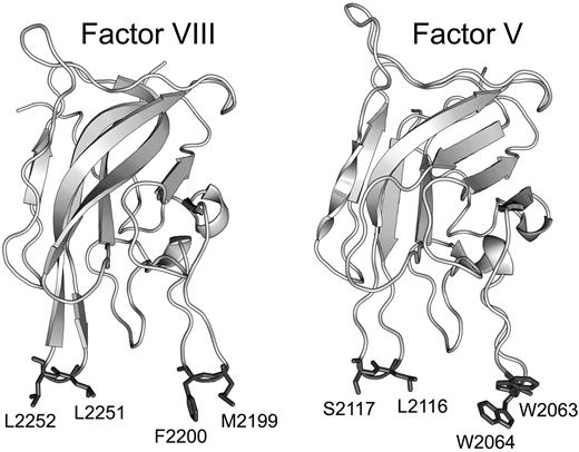 Figure 1. Crystal structures of the FVIII C2 domain (PDB entry 1D7P) and FV C2 domain (PDB entry 1CZT). The membrane-interactive hydrophobic amino acids for spikes 1 and 3 of FVIII (left) and FV (right) are shown with side chains in dark gray, whereas the rest of the structures show the backbone only in light gray. Residue numbers relate to the full-length proteins.