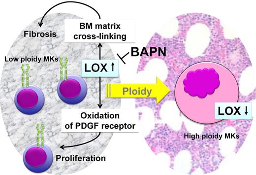 Figure 2. Possible mechanisms of contribution of LOX to progression of myelofibrosis. Low-ploidy MKs have elevated levels of expression of LOX, which is secreted to the BM microenvironment. The active LOX enzyme promotes cross-linking of matrix collagen and consequent fiber deposition. The active LOX enzyme also oxidizes the PDGF receptor, enhancing the proliferative response from this receptor. Inhibition of LOX by BAPN may reverse this process. High-ploidy MKs express very low amounts of LOX.