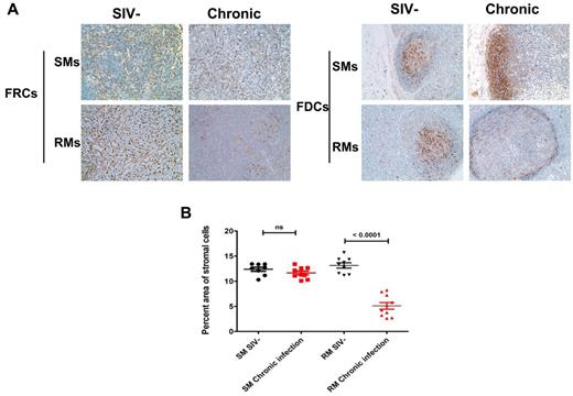 Figure 2. Maintenance of FRC and follicular dendritic cell (FDC) networks within LTs in chronically SIV infected sooty mangabeys (SMs) but not in RMs. (A) Immunohistochemical staining of the FDC network with antibodies to desmin (left panel) and the FDC network with antibodies to CD35 (right panel) in LNs from uninfected and chronically infected SMs and RMs, showing the intact FRC and FDC network in SMs during chronic infection compared with RMs. Original magnification ×200. (B) Quantitative image analysis of the percent area of the stromal cell networks, showing the preservation of both FDC and FRC networks in SMs but not in RMs. Bars represent the mean ± SEM.