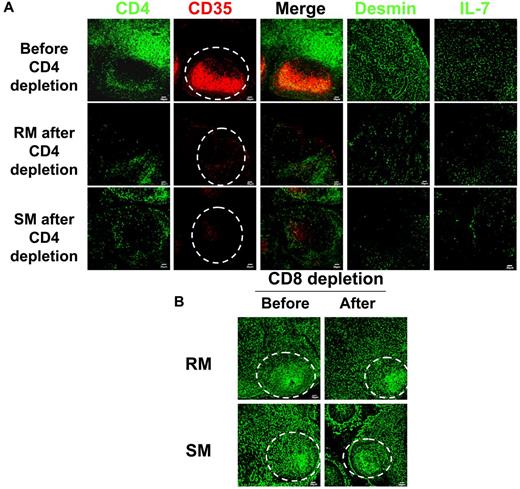 Figure 3. Depletion of CD4 T cells leads to depletion of both FDC and FRC networks in both RMs and SMs. (A) Immunofluorescent staining of CD4, CD35, desmin, and IL-7 in LNs from RMs and SMs before and after CD4+ T-cell depletion, showing that CD4 T-cell depletion leads to depletion of FRC and FDC networks and loss of IL-7 production in both SMs and RMs. Dotted circles represent the position of B-cell follicles. (B) Immunofluorescent staining of desmin, a marker for both FRCs and FDCs in LNs from RMs and SMs before and after CD8 T-cell depletion, showing the preservation of FDC and FRC networks after CD8+ T-cell depletion in both RMs and SMs. Dotted circles represent the position of B-cell follicles.