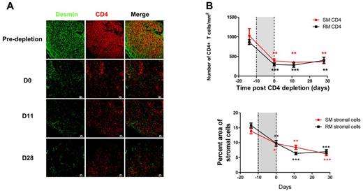 Figure 4. Slow restoration of CD4+ T cells correlates with slow restoration of FRC and FDC networks. (A) Immunofluorescent staining of CD4 and desmin in LNs from RMs before and at different time points after stopping CD4-depleting antibody treatment, showing that the slow restoration of CD4 T cells after stopping antibody treatment correlates with slow restoration of FRC and FDC networks. (B) Quantitative image analysis of the number of CD4 T cells in LNs and the percent area of stromal cells, showing the slow restoration of both CD4 T cells and stromal cells. Bars represent the mean ± SEM; and the dotted lines, the timing of anti-CD4 antibody administrations. All the comparisons are made between labeled time point and predepletion. Star color matches line color. *P < .05. **P < .01. ***P < .001.