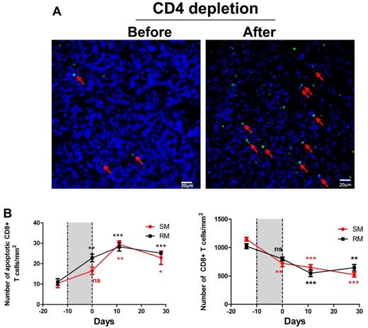 Figure 5. Depletion of both FDC and FRC networks leads to depletion of CD8+ T cells in both RMs and SMs. (A) Immunofluorescent staining of CD8 (blue) and TUNEL (green) in LNs before and after CD4 T-cell depletion, showing that apoptosis level in CD8 population within LTs is elevated after CD4 depletion, which correlates with the depletion of blue staining CD8+ T cells. (B) Quantitative image analysis of the number of apoptotic CD8+ T cells (left panel) and the number of CD8 T cells (right panel) in RMs and SMs before and after receiving CD4-depleting antibody, showing that CD4 depletion leads to increased apoptosis in CD8+ T-cell populations, therefore depleting CD8 T cells. Bars represent the mean ± SEM; and the dotted lines, the timing of anti-CD4 antibody. All the comparisons are made between labeled time point and predepletion. Star color matches line color. ns indicates not significant. *P < .05. **P < .01. ***P < .001.