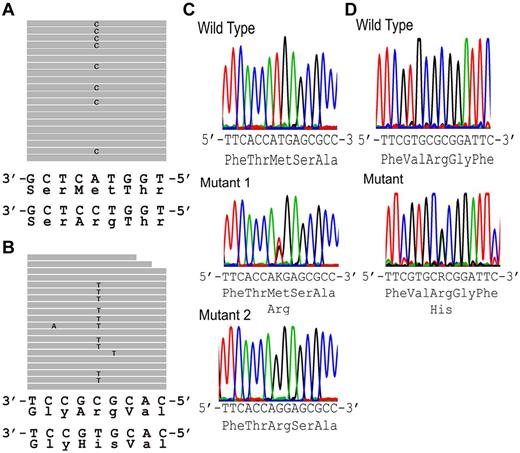 Figure 2. Exome sequencing. (A-B) Sequence tags. (A) New York HX patient II-10 (exon 46). Eight of 19 full-length reads have a C instead of an A (G replacing T on opposite strand), leading to a missense mutation, Met to Arg at amino acid 2225. (B) Canadian HX patient IV-4 (exon 51). Ten of 20 full-length reads have a T instead of a C (A replacing G on opposite strand), leading to a missense mutation, Arg to His at amino acid 2456. (C-D) Sanger sequencing confirmation of FAM38A gene mutations. (C) New York kindred. Top: Partial exon 46 wild-type sequence. Middle: corresponding sequence from a New York family HX heterozygote. Bottom: corresponding from a New York family HX homozygote. (D) Canadian kindred. Top: partial exon 51 wild-type sequence. Bottom: corresponding sequence from a Canadian HX heterozygote. The .bam file yielding the sequence traces from exome sequencing in panels A and B places the FAM38A gene in reverse complement orientation. The letters K and R are designations in the IUPAC code where K represents the nucleotides G or T and R represents the nucleotides A or G.
