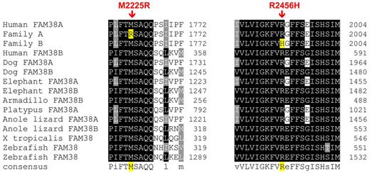 Figure 4. Conservation of mutations across vertebrate species. The mutant amino acid residues identified in HX patients are conserved across vertebrate species, including the clades of placental mammals, the extant Eutherians, and within members of the Piezo family of proteins.