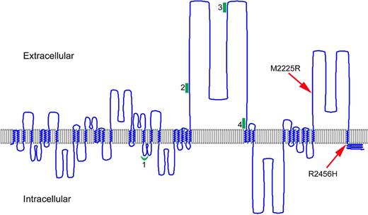 Figure 5. A model of human PIEZO1. The predicted transmembrane regions of PIEZO1 (UniProt accession Q92508) were displayed using TMRPres2D software.26 UniProt predictions are based on the regions that have α-helical transmembrane potential in at least 2 of the predictive tools, TMHMM, Memsat, Phobius, and the hydrophobic moment plot method of Eisenberg et al.28 Arrows indicate the location of HX-associated mutations; red line, the location of PIEZO1 peptides identified in erythrocyte membranes; and green, the locations of peptides identified in discovery proteomics of erythrocyte membrane ghosts.