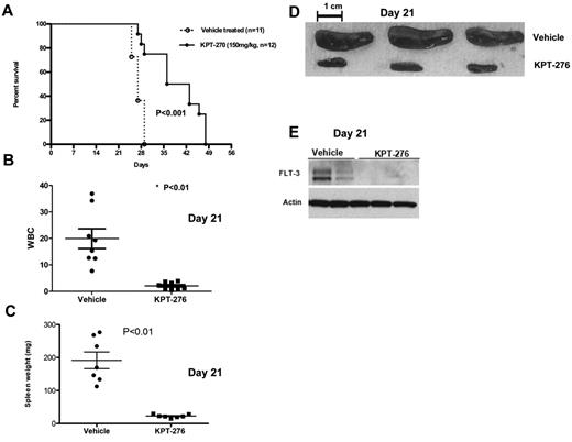 Figure 4. CRM1 inhibitor increases survival in a human leukemia xenograft model. (A) Survival of MV4-11 xenograft mice after treatment with KPT-276 150 mg/kg (n = 12) or vehicle control (n = 11). Survival comparison was made with log-rank test. (B) White blood cell count (in thousands) in KPT-treated mice versus vehicle control (n = 8) at 21 days. P values obtained using t test. (C) Spleen weights (mg) in KPT-treated mice versus vehicle control (n = 7). P values obtained using t test. (D) Spleen photographs of 3 representative cases (KPT-276 n = 3; vehicle n = 3) at 21 days. (E) FLT3 protein expression in mouse spleen cells as measured by Western blotting after KPT-276 treatment or vehicle control at 21 days.