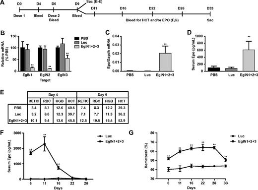 Figure 1. EglN siRNA activates hepatic Epo production and stimulates erythropoiesis. (A) Overview of dosing schedule and bleeds. Mice were dosed intravenously with LNPs containing an equal mixture of 3 siRNAs targeting EglN1, EglN2, and EglN3, respectively (total dose, 1 mg/kg). Mice treated with PBS or a similarly prepared LNP containing a single siRNA against firefly luciferase served as controls. (B-D) Hepatic EglN mRNA (B), hepatic Epo mRNA (C) at day 9, and serum Epo (D) levels at day 4. mRNA levels were normalized to GAPDH mRNA levels and then to the corresponding values in PBS-treated mice. (E) Hematology measurements at day 4 after first dose or day 9 after 2 doses. (F-G) Serum Epo (F) and hematocrit (G) levels in mice treated as in panel A with 2 doses of siRNA against the EglN family members or against firefly luciferase (LUC). For panels A through E, n = 5; for panels F and G, n = 3. Error bars represent 1 SD. **P < .01.