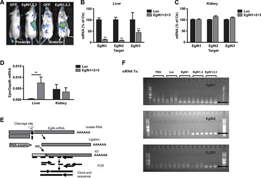 Figure 2. LNP-mediated EglN siRNA delivery is liver specific and down-regulates EglN via an RNAi mechanism. (A) Bioluminescent images of HIF1α-Luc mice 72 hours after a single intravenous dose of LNPs targeting all 3 EglN family members or, as a negative control, green fluorescent protein (GFP). Total dose was 1 mg/kg (0.33 mg/kg per family member). (B-C) Quantification of EglN mRNA levels in livers (B) and kidneys (C) of mice 1 week after treatment with LNPs targeting all 3 EglN family members or firefly luciferase. mRNA levels were normalized to GAPDH mRNA and then to corresponding values in mice treated with luciferase siRNA. (D) Quantification of Epo mRNA levels in liver and kidney in mice treated as in panels B and C. (E) Overview of 5′RACE assay to monitor the cleavage site of target mRNA. (F) 5′RACE of mouse liver total RNA isolates from mice treated with the indicated siRNAs. Specific cleavage sites were confirmed by sequencing of excised bands from gel. For panels B through D, n = 5; for panel F, n = 3. Error bars represent 1 SD. **P < .01.