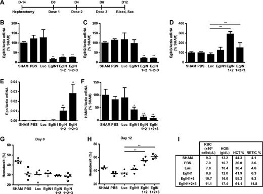 Figure 3. Targeting of EglN genes rescues anemia caused by renal failure. (A) Overview of 5/6 nephrectomy procedure and dosing schedule. (B-F) mRNA values at day 12 in mice treated with the indicated siRNAs as depicted in panel A. HAMP1 indicates hepcidin antimicrobial peptide 1. mRNA levels were normalized to actin mRNA and then to the corresponding sham mRNA level. Sham mice underwent sham surgery rather than 5/6 nephrectomy. (G-I) Baseline hematocrit (day 0; G), day 12 hematocrit (H), and day 12 hematology parameters (I) in mice treated with the indicated siRNAs as depicted in panel A (n = 5). Error bars represent 1 SD. *P < .05; **P < .01.