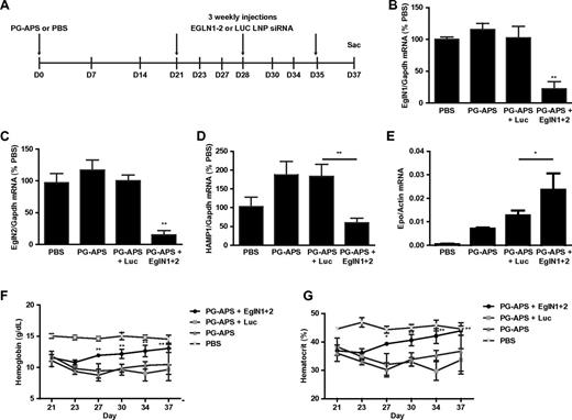 Figure 4. Targeting of EglN genes corrects anemia related to inflammation. (A) Overview of rat anemia of inflammation model and dosing schedule. Rats were dosed with PG-APS polymer or PBS on day 0. Rats treated with PG-APS developed anemia by day 21 and were then randomized to receive LNPs targeting both EglN1 and EglN2, LNPs targeting firefly luciferase (LUC), or not treated (PG-APS only). (B-E) Hepatic mRNAs levels at termination of study on day 37. mRNA levels were normalized to GAPDH levels and then to the corresponding value for mice that received PBS instead of PG-APS. (F-G) Hemoglobin (F) and hematocrit (G) values for rats treated with the indicated siRNAs as in panel A. n = 4 except for PBS (n = 3). Error bars represent 1 SD. *P < .05; **P < .01.