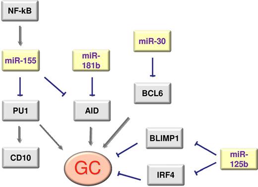 Figure 1. Scheme of the main interactions between genes and miRNAs that regulate GC differentiation.