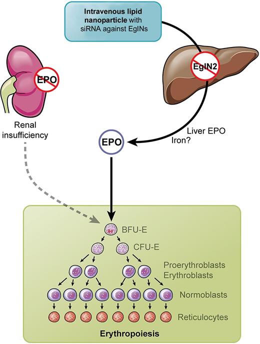 Kidneys in renal insufficiency fail to produce erythropoietin (EPO). Intravenous injection of lipid nano particles (LNPs) containing siRNA against EglNs activate hepatic EPO synthesis and stimulate erythropoiesis. Professional illustration by Kenneth X. Probst.