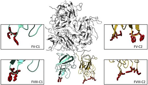 The factor VIII molecule and its fatty feet. The complete FVIII molecule in the center is derived from the PDB entry 2R7E. The top part represents the 3 A domains (gray). The C1 and C2 domains are depicted in cyan blue and orange, respectively, and the lipid binding amino acids are depicted in red. The right panels show close-ups of the bottom of the C2 domain of factors VIII and V. The swapped residues are Met2199/Phe2200 (right) and Leu2251/Leu2252 (left) in FVIII and Trp2063/Trp2064 (right) and Leu2116/Ser2117 (left) in FV. The left panels display the bottom of the C1 domain, with the Lys2092/Phe2093 foot of FVIII and its homologue Tyr1956/Leu1957 in FV. FV loops in the C2 domain are derived from PDB entry 1CZT, and those of the C1 domain by modeling the human sequence on the bovine template (entry 1SDD). These structures suggest that the 2 C domains stand side-by-side on the membrane and contribute in a cooperative manner to membrane binding. Because the C2 domain is only loosely attached in the structure by only few interdomain contacts, it may be capable of some reorientation in response to changes in the fatty feet or in the composition of the procoagulant membrane.