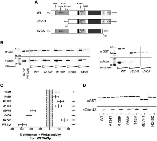 Figure 1. EVH1 missense mutations show increased actin polymerization in vitro but equivalent Cdc42 binding compared with WASpWT. (A) Structure of the WASp protein showing main functional domains and site of missense mutants generated for this study. (B) In vitro actin polymerization assay. Purified GST-WASp immobilized on Sepharose beads was incubated in U937 cell lysate supplemented with 5mM MgCl2 and 1mM ATP. Beads were resolved by SDS-PAGE and Western blotted for GST and actin. A representative experiment with 3 WASp concentrations for each construct is shown. All samples were performed simultaneously as part of a single experiment, but resolved on 2 blots (shown separately). (C) Summary of densitometry of GST-WASp and actin bands from 25 independent experiments. Differences between constructs were analyzed by ANCOVA of actin per unit GST-WASp (compensating for experiment and bead volume) and are expressed as the sympercentage difference in activity from WASpWT. Error bars represent SEM, and dotted lines show SEM of WT activity. Numbers of experimental samples analyzed per construct are as follows: WASpWT 49, WASpT45M 18, WASpR86H 19, WASpR138P 22, WASpA134T 22, WASpdEVH1 25, WASpdVCA 19, WASpS272P 19, WASpCytD 10. WT Cyt: WASpWT with 5nM cytochalasin D in lysate. (D) GST-WASp immobilized on Sepharose beads was incubated with U937 cell lysate supplemented with 125mM of the constitutively active Cdc42 12V mutant for 1 hour. Beads were resolved by SDS-PAGE and Western blotted for Cdc42 and GST. A representative blot from 3 experiments is shown. Nonadjacent lanes on Western blots are separated by solid gray lines. All lanes within each figure were on the same gel. ***P < .005, **P < .01, *P < .05, and ns indicates P > .05.