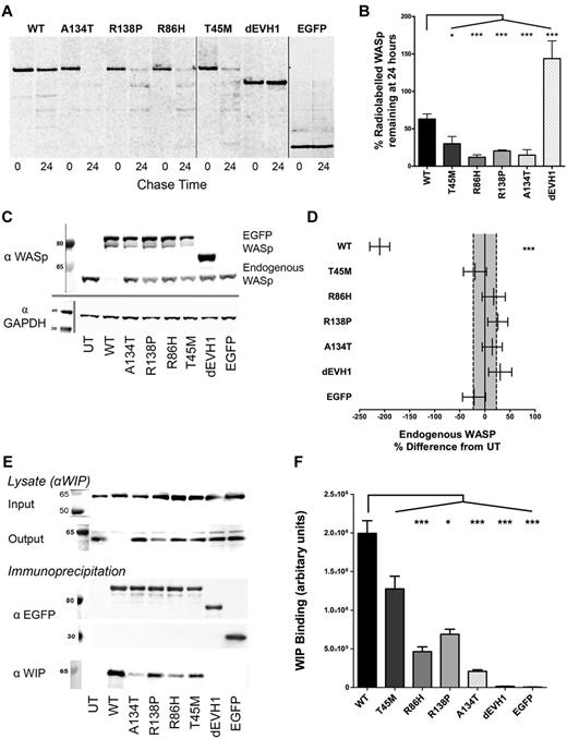 Figure 2. WASpEMM is degraded more rapidly and binds less WIP than WASpWT, but after forced expression with lentiviral transduction, can stably express at similar protein levels to endogenous WASp. (A-B) U937 cells were transduced with EGFP-WASp by lentiviral infection at an multiplicity of infection of 5 to generate stable cell lines. Cells were labeled with 35S cysteine/methionine (pulse), followed by 24 hours incubation in full RPMI with additional 2mM methionine and 2mM cysteine (chase). Samples were harvested before and after the chase period by lysis and anti-EGFP immunoprecipitation. Immunoprecipitates were resolved by SDS-PAGE and radio emission of dried gels was detected by phosphor screens and imaged using a Molecular Imager FX (Bio-Rad). Radio emission signals were quantified and the percent change in signal between 0 and 24 hours of chase was calculated. Differences between constructs in percent degradation from 3 experiments were analyzed by ANOVA. Nonadjacent lanes on Western blots are separated by solid gray lines. All lanes within each figure were on the same gel. (C) U937 cell lines stably transduced with EGFP-WASp constructs were sorted for similar EGFP expression. After 5 passages, cells were harvested and resolved lysates were immunoblotted for WASp and GAPDH (loading control). UT indicates untransduced. (D) Endogenous WASp bands were quantified by densitometry and differences between constructs from 4 experiments were analyzed by ANOVA. Absolute values were expressed as sympercentage differences from endogenous WASp levels in untransduced cells. Error bars represent SEM and dotted lines represent SEM of endogenous WASp concentration in untransduced cells. (E) U937 cells with standardized EGFP-WASp expression were harvested and lysates underwent anti-EGFP immunoprecipitation. Pre- and postimmunoprecipitation lysates were resolved by SDS-PAGE and immunoblotted for WIP. Immunoprecipitants were resolved and immunoblotted for EGFP and WIP. (F) EGFP and WIP bands from 6 experiments were quantified by densitometry. Differences between constructs were analyzed by ANOVA. ***P < .005, **P < .01, *P < .05, and ns indicates P > .05.