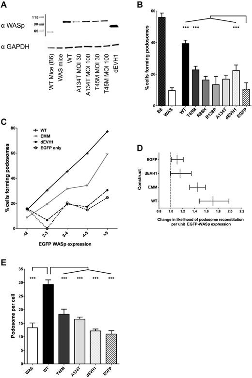 Figure 3. WASpEMM is unable to reconstitute podosomes as effectively as WASpWT, even at equivalent levels of WASp expression. WASBMDCs were transduced on day 2 of culture with EGFP-WASp by lentiviral infection (multiplicity of infection, 30 and 100). On day 7 of culture, cells were either lysed for Western blot analysis or harvested and plated on fibronectin-coated glass coverslips or chamber slides for 4 hours. Cells were then fixed with 4% paraformaldehyde, permeabilized with Triton X-100, stained with rabbit anti-EGFP and anti–rabbit Alexa Fluor 488, Alex Fluor 568 phalloidin, mouse anti-vinculin, and goat anti–mouse Cy5, and mounted in ProFade Gold. Slides were imaged using a Zeiss LSM710 laser scanning spectral confocal microscope and a 63× Plan-Apochromat NA 1.4 WD 190-mm oil immersion lens, and images were acquired with Zen 2009 software (Zeiss). All image analysis was performed using ImageJ Version 1.45d software. (A) Western blot of transduced WASBMDCs immunoblotted for WASp and GAPDH (loading control). (B) Confocal images of transduced cells were blindly analyzed to determine the proportion of cells that produce podosomes. The percentage of transduced cells producing podosomes for each construct was calculated from 3 independent experiments, with a total of 194-391 transduced cells analyzed for each condition. Differences between constructs were analyzed by ANOVA, with comparisons made with EGFP-only–transduced cells. (C) Likelihood of transduced cells forming podosomes increases with increasing expression of WASp protein. WASp expression within individual cells was estimated by calculating the integrated density of the EGFP signal within the cells outline. This value was converted to the number of SEMs of the EGFP signal in untransduced cells (Z score of negative population). Cells were grouped for EGFP intensity as follows: Z score < 2 (EGFP negative cells), 2-3, 3-4, 4-5, > 5, and the percentage of podosome-positive cells within each banding was calculated for each WASp construct. Data from all 4 EVH1 missense mutant WASp-transduced cells were combined and analyzed together (labeled EMM) to avoid statistical errors associated with small numbers of cells expressing high levels of EVH1 missense mutant WASp. The numbers of cells analyzed for each construct at each expression band is shown in supplemental Table 1. Results presented represent combined data from 2 independent experiments (total of 3094 cells analyzed). (D) Logistical regression to determine the size of the impact of EGFP-WASp expression on the likelihood of an individual cell forming podosomes for each individual construct (compensating for difference between experiments). EGFP-WASp expression was expressed as Z scores of untransduced EGFP signal and error bars represent 95% confidence intervals for the likelihood ratio. (E) Among cells that formed podosomes, the number of podosomes produced per cell was counted and the median was calculated for each construct. The average median podosome number per cell from 3 independent experiments is represented, with differences between constructs analyzed using ANOVA. ***P < .005, **P < .01, *P < .05, and ns indicates P > .05.