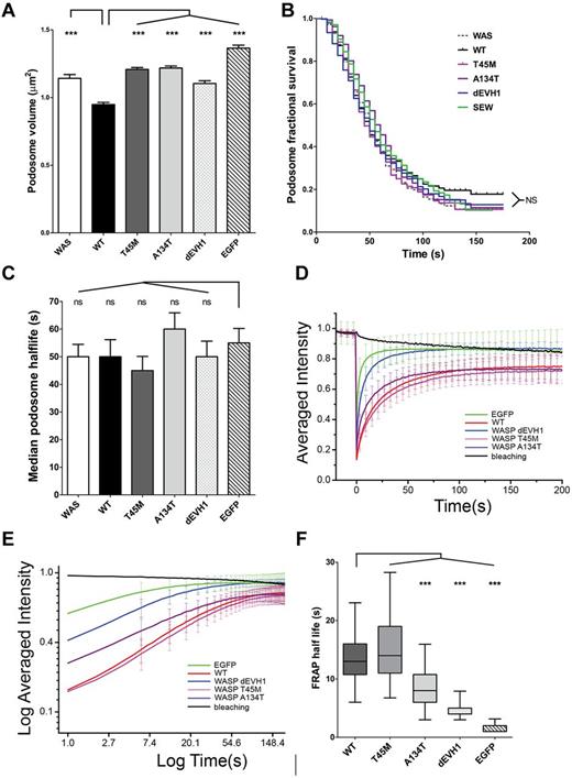 Figure 5. Podosome volume and WASp retention within podosomes is predicted by WIP binding affinity, but podosome dynamics are unaffected. (A) Podosome volume was analyzed in transduced WASBMDCs plated on fibronectin-coated glass coverslips, fixed, and immunostained for EGFP, f-actin, and vinculin. Podosomes were defined using actin and vinculin signals on maximal intensity projections and cross-sectional areas were measured in ImageJ Version 1.45d software. Differences between constructs were analyzed by ANOVA with a Bonferroni correction. (B-F) WASBMDCs were cotransduced with EGFP-WASp (or EGFP alone) and LifeAct-mCherry using lentiviral infection and plated onto fibronectin-coated glass-bottomed Petri dishes for 4 hours before imaging. All imaging was performed using a Zeiss LSM710 microscope with a 63× lens. (B-C) Cells with EGFP-WASp localized to podosomes were identified and imaged with EGFP and LifeAct signals for 3 minutes (single Z stack, 12 frames/min). Podosome life was defined as the time an individual podosome's actin intensity remained greater than 75% of its maximum intensity. Kaplan-Meier fractional survival curves were plotted (B) and used to calculate median podosome half-life for each construct (C). Differences between survival curves were analyzed using the log-rank (Mantel-Cox) test using both WT and EGFP as standards and no significant differences were seen. Median podosome half-life was calculated for each individual cell and differences between constructs were analyzed by ANOVA. (D-F) Podosome patches were identified using the LifeAct-mCherry signal and FRAP was performed on the EGFP signal. The fluorescence recovery signal was standardized to natural bleaching to give a percent fluorescence recovery for each time point. Data presented are combined from 18-30 FRAP experiments in each of 2 independent experiments. (D-E) WASpWT and WASpT45M show significantly longer retention in podosomes than EGFP alone, WASpdEVH1, and WASpA134T. Average recovery curves were generated by plotting mean (and SD) of standardized percent fluorescence recovery for each time point. (F) The half-life of individual FRAP curves was determined by the time taken when the FRAP recovery curve reached half of the initial intensity. Median, interquartile range (box), and range (whiskers) for each construct is presented and differences were analyzed by ANOVA with a Bonferroni correction. ***P < .005, **P < .01, *P < .05, and ns indicates P > .05.