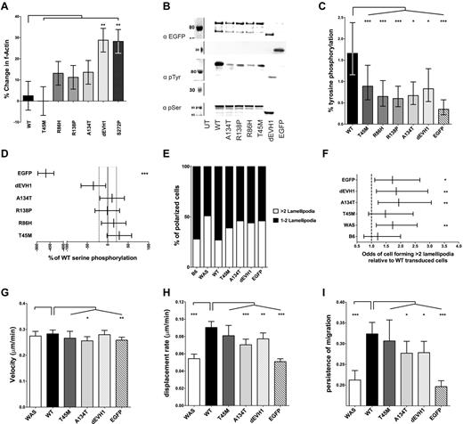 Figure 6. WASpEMM induces dysregulation of actin polymerization in vivo, which results in an increased susceptibility to form multiple lamellipodia and subsequent migration defect. (A) Transduced WASBMDCs were matured with lipopolysaccharide and harvested on day 9 of culture. F-actin within cells was quantified by flow cytometry after fixation and staining with Alexa Fluor 633 phalloidin. The sympercentage difference in median f-actin signal between transduced and simultaneously stained untransduced WASBMDCs is shown, with error bars representing the SEM. Differences between wild-type transduced and other constructs were analyzed by ANOVA. Data represent 8 independent experiments. (B) WASpEMM is less tyrosine phosphorylated than WASpWT in vivo. U937 cells with standardized EGFP-WASp expression were harvested and lysates underwent anti-EGFP immunoprecipitation. Immunoprecipitant were resolved and immunoblotted for EGFP, phosphotyrosine (4G10; pTyr), and WASp pSER433/434 (pSer). Representative immunoblots shown. (C-D) EGFP, pTyr, and pSer bands from 8 experiments were quantified by densitometry. The percent tyrosine phosphorylation was calculated by comparison with fully tyrosine phosphorylated standards, and the means and 95% confidence interval are graphically represented. Differences between wild-type and other constructs were analyzed by ANOVA (C). WASp serine phosphorylation was compared with WASpWT and mean differences (from 4 experiments) are expressed as sympercentage differences from WASpWT (with 95% confidence intervals). The 95% confidence interval for WASpWT is shown by dotted vertical lines. Differences from WASpWT were analyzed by ANOVA (D). (E) Transduction of WASBMDCs with WASpEMM results in a greater proportion of cells forming > 2 lamellipodia compared with WASpWT-transduced cells. Cell shape of fixed transduced WASBMDCs plated onto fibronectin-coated coverslips in 3 independent experiments was analyzed. EGFP-positive, spread cells with lamellipodia were scored as having > or ≤ 2 lamellipodia. (F) Relative odds (and 95% confidence interval) of an individual spread cell forming > 2 lamellipodia compared with wild-type transduced cells is shown. Odds ratios and significance of differences WT and other constructs were calculated using logistical regression. (G-I) WASBMDCs transduced with WASpEMM show similar velocity but reduced displacement and persistence during migration compared with WASpWT-transduced cells. Migration of transduced DCs plated onto fibronectin-coated coverslips toward a CCL3 gradient was assayed in Dunn chambers. Cells were imaged in phase and green fluorescence for 6 hours using an Zeiss Axiovert 135 (10 × /0.25 NA lens), and cell tracks were analyzed using Volocity Version 5.3.2 software. EGFP-negative cells on the same coverslip as transduced cells were analyzed as WAS controls. Average velocity (G), total cell displacement (H), and persistence of migration (meandering index; I) collated from 5 independent experiments are presented with 95% confidence intervals. Differences between wild-type and other construct transduced cells were analyzed by ANOVA with correction for variation between experiments. ***P < .005, **P < .01, *P < .05, and ns indicates P > .05.
