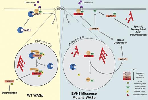 Figure 7. Role of the WASp-WIP interaction in the formation of stable podosomes. WIP regulates the activation of WASp at specific sites such as podosomes by stabilizing the WASp autoinhibited conformation, retaining WASp at sites of active actin polymerization in the proximity of stimulatory binding partners and protecting WASp from degradation. In EVH1-mutated WASp, all 3 of these mechanisms are disrupted. See “Discussion” for further details.