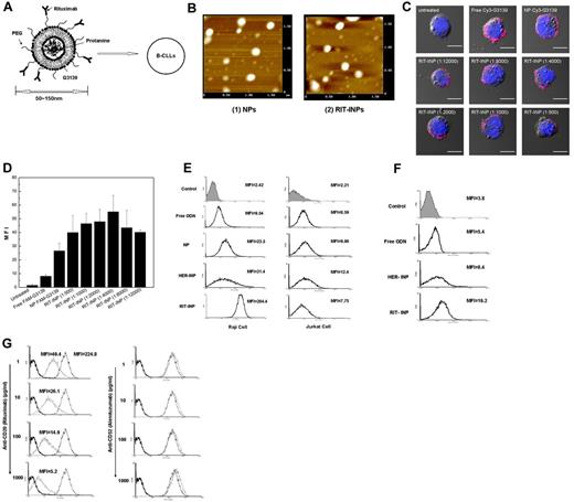 Figure 2. Design, characterization, and optimization of RIT-INPs. (A) Design of G3139-loaded RIT-INPs for CLL B cell–specific targeting to overcome immunostimulatory effects. (B) Atomic Force Microscopy images of NPs and RIT-INPs. Shown are G3139 encapsulated in NPs (1) and G3139 encapsulated in RIT-INPs (2). Particle suspensions were dried on a mica substrate. All measurements were recorded in both height and amplitude modes. Height images are presented here. (C) Confocal micrographs of uptake of cy3-G3139 (1μM) loaded in RIT-INPs under various molar ratios of RIT/total lipids (approximately 1/500-1/12 000) in Raji cells after 4 hours of incubation. DIC indicates differential interference contrast (bright-field) images. Scale bar indicates 10 μm (D) Flow cytometry analysis of binding/uptake of RIT-INP carrying FAM-G3139 in Raji cells compared with free FAM-G3139 and nontargeted NP carrying FAM-G3139. Raji cells were treated with FAM-G3139–loaded RIT-INPs with various molar ratios of RIT/total lipids. Data are presented according to mean fluorescence intensity (MFI) changes (n = 3, mean ± SD). (E) Binding of free FAM–labeled G3139 and various NP-formulated FAM-ODN to Raji (CD20+) and Jurkat (CD20−) cells. (F) Binding of free FAM-G3139 and various NP-formulated FAM-G3139 to CLL B cells. The CLL B cells were incubated with free FAM-G3139 or FAM-G3139 in HER-INP or RIT-INP with the concentration of 1μM at 37°C for 1 hour and washed twice with cold PBS. (G) Inhibition of RIT-INP binding to Raji cells by excess RIT or alemtuzumab (anti-CD52). Untreated cells (bold line), cells treated with anti-CD20 ILP (thin solid line), and cells blocked with rituximab or alemtuzumab (broken line) were assessed by flow cytometry.