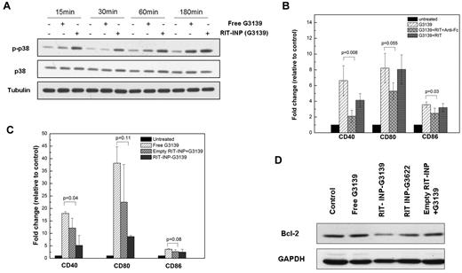 Figure 4. Rituximab signaling is not compromised in RIT-INP formulation. (A) Time-dependent changes of p38 in CLL B cells activated by free G3139 and G3139-containing RIT-INPs. The p38 MAPK activation in CLL B cells treated by free G3139 (1μM) and RIT-INP–encapsulated G3139 (1μM) was monitored by Western blotting. (B) Partial inhibition of costimulation of free G3139 by cross-linking of rituximab with anti-Fc. Fold changes of costimulatory molecules on CLL B cells with treatment of G3139 (1μM), RIT (10 μg/mL), and anti-Fc (50 μg/mL) after 48 hours were measured by flow cytometry. Results are shown as means of n = 3 independent experiments. (C) Partial inhibition of costimulation of free G3139 with cross-linking of empty INP. Similarly, CLL B cells were treated by free G3139 plus empty RIT-INP for 48 hours and then the expressions of costimulatory molecules were measured by flow cytometry (n = 3, mean ± SEM). (D) The effect of CLL B cells cotreated by free G319 and empty RIT-INP on Bcl-2 down-regulation. Comparison of protein levels of CLL B cells treated by free G3139 (1μM) and G3139 (1μM) plus empty RIT-INP and RIT-INP–G3139 (1μM) were measured by Western blotting after 48 hours.