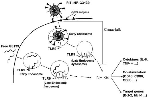 Figure 7. Proposed mechanisms of the reduced activation of G3139 in RIT-INPs. The recognition of G3139 by TLR9 mainly in late endosomes activates NF-κB pathway due to the CpG motifs in the G3139 sequence, thereby up-regulating its downstream target antiapoptotic proteins and inducing cytokine release. We present a new strategy of using INPs to control endosomal compartmentalization of ONs using the preserved signaling from antibodies on INPs. The early endosomal retention of liposomal nanoparticles and the cross-linking effect of rituximab lead to the reduced activation of G3139 in RIT-INPs, thus enhancing their gene-silencing effects in leukemic cells in vitro and in vivo.