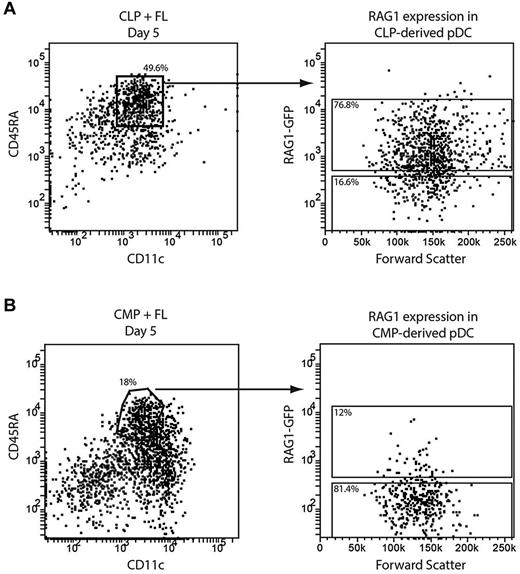 Figure 3. RAG1 expression in pDCs from lymphoid and myeloid progenitors. CLPs (A) or CMPs (B) were isolated from the BM of RAG1-GFP reporter mice and cultured with FL and congenic BM feeder cells. After 5 days, pDCs were identified as CD11c+CD45RA+ and their GFP expression assessed by flow cytometry. Results are representative of 2 (A) or 6 (B) independent experiments.