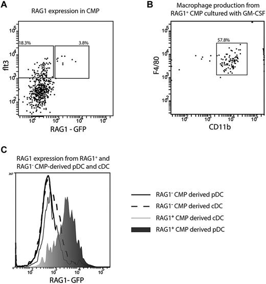 Figure 4. RAG1 expression in CMP and CMP-derived pDCs. CMPs were isolated from the BM of RAG1-GFP reporter mice and analyzed by for expression of flt3 and RAG1 (A), Flt3+ RAG1+ (B), or flt3+RAG1+ and flt3+RAG1− CMP were sorted from the BM of RAG1-GFP reporter mice and cultured with GM-CSF (B; 10 ng/mL) or FL (C). (B) Progeny were analyzed after 7 days and macrophages identified as CD11bhighF4/80+. (C) After 5 days, pDCs were identified as CD11c+ BST-2+ and cDCs identified as CD11c+BST-2−. The GFP expression of RAG1+ CMP-derived cDCs (light gray shaded histogram) and pDCs (dark gray shaded histogram) and RAG1− CMP-derived cDCs (dashed line) and pDCs (solid line) was analyzed by flow cytometry. Plots are representative of 5 (A), 2 (B), or 4 (C) independent experiments.