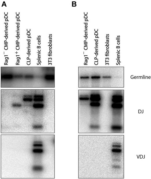 Figure 5. Gene rearrangements in pDCs from different sources. RAG1+ CMPs, RAG1 CMPs, or CLPs were cultured with congenic CD45.1+ total BM feeder cells and FL. Progenitor-derived pDCs were identified as CD45.1−CD45.2+CD11c+BST-2+ after 5 days. pDCs were analyzed by PCR for the presence of D-J rearrangements at their IgH locus. (A) More frequent result of no detectable rearrangement in pDCs from CMPs. (B) Occasional result of Ig gene D-J rearrangements in pDCs from CMPs.