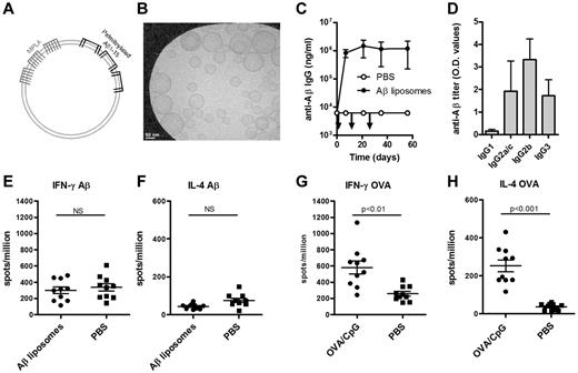 Figure 1. Immunization with Aβ-peptide liposomes induces a rapid anti-Aβ IgG antibody response but no T-cell activation. (A) Schematic representation of Aβ-peptide liposomes. Aβ1-15 is attached to liposomes by palmitoyl chains coupled to the side chain of 4 lysines. The adjuvant MPLA integrates into the liposomes through fatty acid chains. (B) Cryoelectron microscopy of Aβ-peptide liposomes. The liposomes consist of unilamellar bilayers. Scale bar shows 50 nm. (C) Anti-Aβ IgG antibodies in the plasma of C57BL/6 mice immunized with Aβ-peptide liposomes or PBS. Mice were injected s.c. at days 0, 14, and 28 (as indicated by arrows) and bled before and 7, 21, 35, and 56 days after the first immunization. Results are expressed as mean ± SD (n = 9 per group). The data are representative of more than 10 independent experiments. (D) Anti-Aβ IgG subclasses in the plasma of C57BL/6 mice receiving Aβ-peptide liposomes or PBS at day 35. Results are expressed as OD values at a dilution of 1/400 and shows mean + SD (n = 9 per group). The data are representative of more than 5 independent experiments. (E-H) IFN-γ and IL-4 production of splenocytes from immunized mice restimulated with (E-F) Aβ1-42 or (G-H) OVA in vitro. C57BL/6 mice were injected s.c. at days 0 and 10 with Aβ-peptide liposomes or OVA/CpG/Alum and analyzed for cytokine production 15 days after the first immunization. Results are expressed for 10 individual mice per group with the mean indicated by a line. NS indicates not significant.