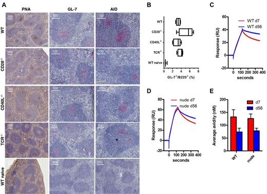 Figure 4. TI germinal center formation, AID expression, and affinity maturation after immunization with Aβ-peptide liposomes. (A) WT C57BL/6, CD28−/−, CD40L−/−, and TCR−/− mice (n = 5) were immunized with MPLA-containing Aβ1-15 liposomes, and on day 7, spleens were analyzed for germinal center formation by histologic staining with (left panel) PNA, or antibodies against (middle panel) GL-7 or (right panel) AID. (B) GL-7 expression on B220 B cells was also analyzed by flow cytometry after dumping of splenocytes staining positive for IgM, IgD, CD4, CD8, Gr-1, CD11b, and CD11c. Analysis by (C-D) SPR/Biacore and (E) competitive ELISA of average avidity of antibodies in day 7 and day 56 sera from WT and nude mice immunized with Aβ-peptide liposomes.