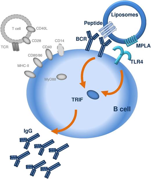 Figure 7. Schematic representation of the mechanism by which peptide liposomes can induce TI IgG responses. The peptide antigen is presented in an aggregated repetitive β-sheet conformation which allows crosslinking of several BCRs. Presentation of peptide antigen and TLR ligand (in this case MPLA) in close proximity, for example on liposomes, allows costimulation of BCR and TLR4 via TRIF on the same B lymphocyte. Activation of TRIF in B lymphocytes permits B-cell activation and class switching to IgG. T cells, MHC-II, CD40/CD40L, CD28/CD80, CD28/CD86, CD14, and MyD88 (all marked in gray) are not required for the induction of TI IgG responses by peptide liposomes.