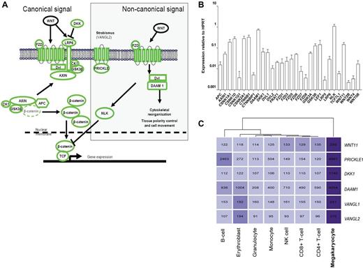 Figure 1. Expression of Wnt signaling pathway components in the megakaryocyte. (A) Overview of the canonical and noncanonical Wnt signaling pathways. All components shown in green were detected at the transcript level in our previous microarray studies of in vitro differentiated MKs.21 (B) Expression of Wnt signaling pathway components in in vitro differentiated MKs. Data are presented as the mean and range of the expression relative to the HPRT gene from 2 biologic replicates. (C) Heatmap displaying MK-specific components of the Wnt signaling pathway. The intensity of the shading reflects the level of expression of each gene in each cell type. Numbers shown indicate the normalized expression value of each gene as determined in Watkins et al.21