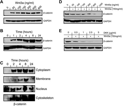 Figure 2. Canonical Wnt signaling is functional in MKs. Incubation of CHRF288-11 cells with Wnt3a results in a dose (A) and time (B; dose 150 ng/mL) dependent increase in cellular β-catenin levels as detected by Western blotting of whole cell lysates using an anti–β-catenin antibody. (C) Subcellular fractionation of cells treated with Wnt3a indicates that β-catenin accumulation occurs in subcellular fractions during a 24 hour period. (D) β-catenin accumulation in response to Wnt3a treatment is inhibited in a dose-dependent manner by the noncanonical agonist Wnt5a. (E) The canonical antagonist DKK1 inhibits β-catenin accumulation in a dose-dependent manner at an 8 hour time point. All blots are representative of at least 3 or more independent experiments.