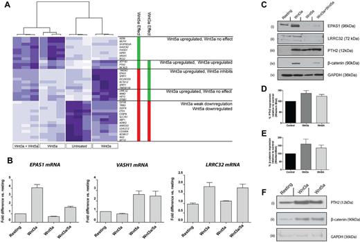 Figure 3. Transcriptional response of MKs to signaling via Wnt3a and Wnt5a. (A) Heatmap representation of genes differentially expressed in CHRF288-11 cells in response to Wnt3a, Wnt5a, or both in combination. The data from 3 replicates for each experimental group are shown. Clustering of these data identifies subsets of genes that are regulated by either one or both of the ligands. Genes shown in bold are known targets of Wnt3a signaling. (B) Confirmation of observed patterns of expression by RT-PCR for transcripts encoding EPAS1, VASH1, and LRRC32 in response to treatment with Wnt ligands. Data are presented as mean ± SD (n = 3) of fold difference versus expression in untreated cells. (C) Confirmation of changes in protein expression levels of EPAS1, LRRC32, and PTH2 in response to treatment with Wnt ligands. (D-F) PTH2 and β-catenin expression in fetal liver derived murine MKs in response to Wnt3a or Wnt5a. Data shown in panels D and E represent mean detection level (± SD) as determined by Western blotting followed by densitometry. (F) Representative blots showing PTH2 (i), β-catenin (ii), and GAPDH (iii) expression in fetal liver MKs after Wnt treatment.