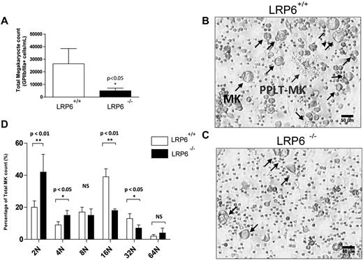 Figure 4. Ex vivo analysis of fetal liver megakaryopoiesis in LRP6−/− mice. (A) Absolute numbers of MK cells (GPIIb/IIIa+) cells in MK cultures from fetal liver cells. Data shown are the mean ± SD from replicate cultures of LRP6+/+ (n = 5) and LRP6−/− (n = 4) cells. (B-C) Representative images from LRP6+/+ and LRP6−/− cultures, respectively. (D) Ploidy analysis of MKs derived from LRP6+/+ and LRP6−/− cultures. Data represent mean ± SD from replicate cultures of LRP6+/+ (n = 5) and LRP6−/− (n = 3) cells.