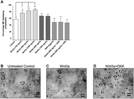 Figure 5. Wnt signaling stimulates proplatelet production in fetal liver MKs ex vivo. (A) Percentage of cultured MKs extending proplatelets in cells treated with Wnt3a, Wnt5a, and DKK1. Data are presented as mean ± SD from 3 individual experiments. P values and significance have been determined by 1-way ANOVA followed by Dunnett posttest to compare all groups with untreated cells. (B-D) Representative images of proplatelet-producing MKs in untreated, Wnt3a, and Wnt5a treated samples, respectively.