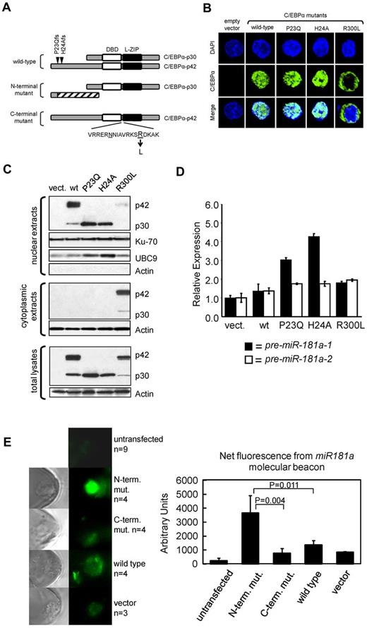 Figure 2. Forced expression of patient-derived N-terminal mutated CEBPA into K562 cells induces up-regulation of the endogenous miR-181a. (A) Schematic diagram of C/EBPα expressed from vectors containing the CEBPA gene isolated from AML patients with wild-type CEBPA or identified CEBPA mutations. N-terminal mutations locations, P23Qfs and H24Afs, are depicted by inverted triangles on the wild-type protein. N-terminal mutations produce the N-truncated C/EBPα-p30 isoform. C-terminal mutation contains an amino acid substitution R300L located within the nuclear localization sequence domain (V-K; underlined amino acids are believed to be required for nuclear localization). DNA-binding domain (DBD) and leucine-zipper (L-ZIP) domain are represented by white and black boxes, respectively. (B) Confocal microscopy images for K562 cells transiently expressing those C/EBPα isoforms described in panel A. All C/EBPα isoforms are identified with green labeling and DAPI staining performed as described,50 indicates location of nucleus shown in blue. The wild-type C/EBPα and N-terminal mutant C/EBPα were localized to the nucleus. In contrast, the C-terminal mutant C/EBPα (R300L) was localized in the cytoplasm. (C) Western blot analysis of cellular fractions after ectopic expression of C/EBPα isoforms described in panel A and expressed in the leukemia cell line K562. Notably, all isoforms are localized in the nucleus except for R300L which is predominately cytoplasmic. UBC9 serves as a positive-control for C/EBPα-p30 expression.33 Ku-70 and Actin serve as internal loading controls. (D) Quantitative real-time RT-PCR analysis for miR-181a expression in the K562 transiently transfected with the expression constructs described in panel A. Notably, miR-181-1 expression is highest in those cells transiently expressing the C/EBPα-p30 isoform. Each bar represents average of triplicate measurements and error bars denote SEM. (E) FAM fluorescence images of KG1a cells transfected with C/EBPα expression plasmids (N-terminal or C-terminal mutants, wild-type C/EBPA, or empty vector) and 1 day later with a fluorescent miR-181a LNA-MB (left), assessed for relative expression of endogenous miR-181a levels (right). FAM is released from its quencher and emitted fluorescence when MBs unfold and bind to miR-181a. Average of 3 to 9 (n) measurements is shown and error bars denote SEM.
