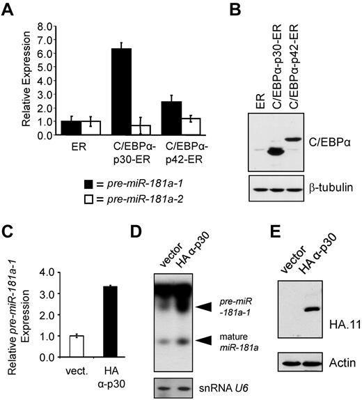Figure 3. Truncated C/EBPα-p30 isoform induces expression of pre-miR-181a-1. (A) K562 cells were stably transfected with β-estradiol inducible C/EBPα-p30 or p42 ER fusion constructs31,37 enabling nuclear translocation of ectopically expressed C/EBPα proteins. For negative control, vector expressing the ER domain alone was included. Total RNA was analyzed for the expression of miR-181a-1 (black bars) and miR-181a-2 (white bars) precursors by quantitative real-time PCR. (B) Total protein lysates from K562 stable lines described in panel A were analyzed for the relative expression of C/EBPα-ER fusion proteins by Western blot stained with C/EBPα antibody. To control for loading, staining with β-tubulin antibody was used. (C) Quantitative real-time RT-PCR data and (D) Northern blot data of THP-1 cells stably expressing HA-tagged C/EBPα-p30 isoforms or empty vector.35 Mature miR-181a expression was found to be highest in those THP-1 cells expressing the HA-tagged C/EBPα-p30 isoform. Northern blot shows an increase for both pre-miR-181a-1 and mature miR-181a expression for those cells expressing the HA-tagged C/EBPα-p30 (snRNA U6 was used as an internal loading control). (E) Western blot data showing the expression of HA-tagged C/EBPα-p30 and empty vector for those cells described in panels C and D. In panels A and C, average of triplicate measurements is shown and error bars denote SEM.