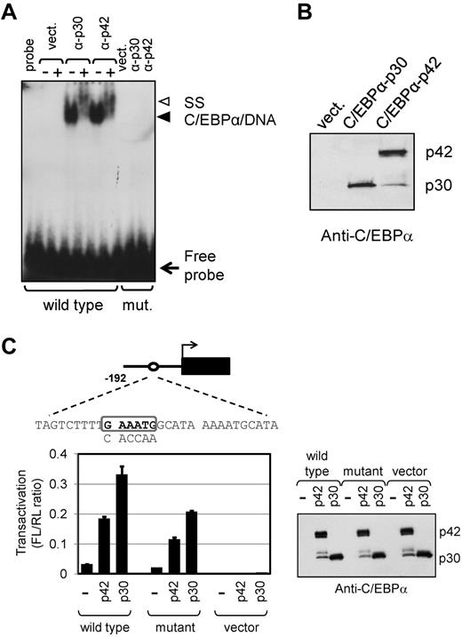 Figure 4. Human miR-181a-1 promoter is regulated by C/EBPα. (A) C/EBPα binds specifically to a site within the human miR-181a-1 proximal promoter. Nuclear extracts from HEK-293T cells transiently transfected with pcDNA3-FLAG (vect.), pcDNA3-C/EBPα-p30-FLAG (α-p30), or pcDNA3-C/EBPα-p42-FLAG (α-p42) were used in electrophoretic mobility shift assay (EMSA). The radiolabeled probes contained either wild-type predicted C/EBP-binding site, or mutant (mut.) sequences (shown below). Lane labeled “probe” contains binding reaction in the absence of nuclear extract. Where indicated by “+” above the lanes, C/EBPα specific antibody was added to the binding reactions. Solid arrowhead shows protein/DNA complex, whereas open arrowhead indicates binding complex super-shifted with the antibody. Unbound probe is shown on the bottom of the gel (free probe). (B) Relative expression of C/EBPα proteins in nuclear extracts used in EMSA in panel A is demonstrated in Western blot stained with C/EBPα-specific antibody. The p42 and p30 C/EBPα polypeptides are indicated to the right. (C) C/EBPα-dependent transactivation of the miR-181a-1 promoter. Human miR-181a-1 192 bp promoter fragment containing wild-type C/EBP-binding site (boxed sequence) or mutated sequence (indicated below the box) were linked to firefly luciferase gene (black box; diagrammed on top) and transiently transfected to HEK-293T cells with either empty expression vector pcDNA3-FLAG (−), or pcDNA3-C/EBPα-FLAG vectors (p42 or p30). Cell lysates were analyzed for luciferase activity and normalized to cotransfected Renilla luciferase activity. For control, C/EBPα expression vectors were also tested with promoter-less luciferase vector, pGL4-11 (vector). Each bar represents average of 3 transfection experiments and SEM bars are shown. On the right, representative aliquots of cell lysates used for luciferase assay were also analyzed by Western blot to demonstrate comparable levels of C/EBPα protein.