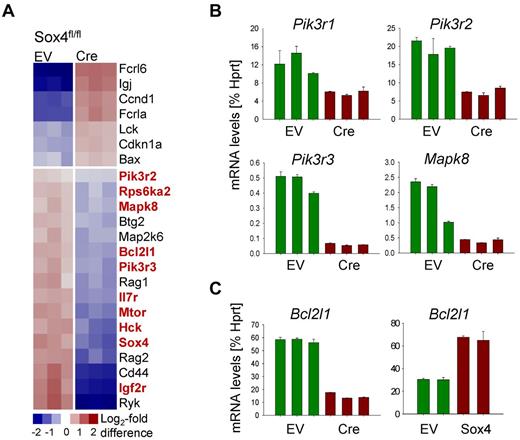 Figure 3. Identification of transcriptional targets of Sox4 in Ph+ ALL. We deleted Sox4 on an inducible activation of Cre in Sox4fl/fl leukemia cells (supplemental Figure 1) and studied gene expression changes after 1 day of activation of Cre or an empty vector control (EV; A). Sox4-dependent gene expression changes (GSE36543) involve the PI3K/AKT, MAPK, and critical survival pathways. Target genes were verified in a qRT-PCR (B-C; supplemental Figure 3). In panel C, BCL2L1 is verified as Sox4 target gene in BCR-ABL1 ALL cells through Cre-mediated deletion and retroviral overexpression of Sox4.
